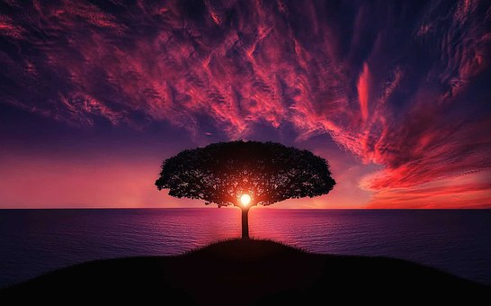 Silhouette eines Baums am Meeresrand vor lila-farbenem Sonnenuntergang
